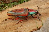 Coleoptera Buprestidae