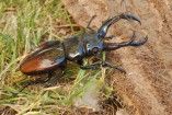 Coleoptera Lucanidae