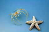 Crabe Araignée avec un'étoile de mer